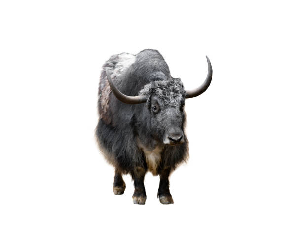 istock domestic yak isolated on white background 1414247946