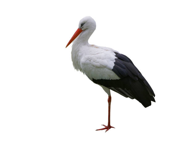 istock stork stands on one leg isolated on white background 1414247971