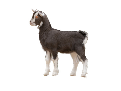 little goat isolated on white background