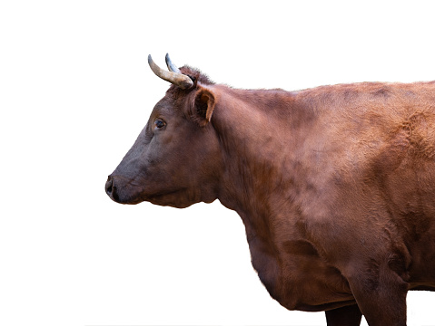 Big brown Bull isolated on white background full length. Bull close up. Farm animals. Beef cattle isolated on white.