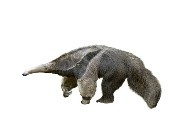 アンテアター、ミルメコファガ・トリダクティラ、白い背景に単離 - anteater animal nose animal ant ストックフォトと画像