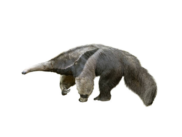istock anteater, Myrmecophaga tridactyla, isolated on white background 1414248169