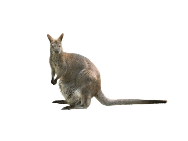 istock Klokani (Macropodidae) isolated on white background 1414248265