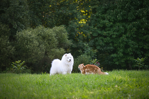 Samoyed dog and a beautiful red Maine Coon cat are walking in the garden