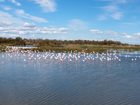 A flock of greater flamingos in the lake's water. View of the natural landscape with a flock of greater flamingos in the lake's water against a blue cloudy sky.