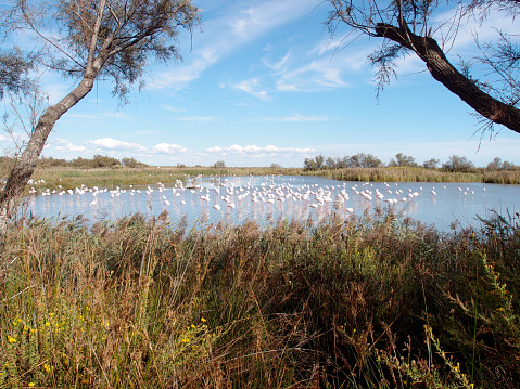 A flock of greater flamingos in the lake's water. View of the natural landscape with a flock of greater flamingos in the lake's water against a blue cloudy sky.