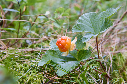 Ripe cloudberries on swamp in forest in middle of summer.