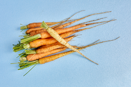Bunch of first fresh carrots with cut  tops on blue background.