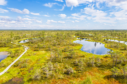 Great Kemeri Bog swamp at the Kemeri National Park in Latvia.
