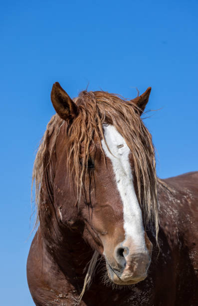 istock Wild Horse in the Utah Desert in Spring 1414251196