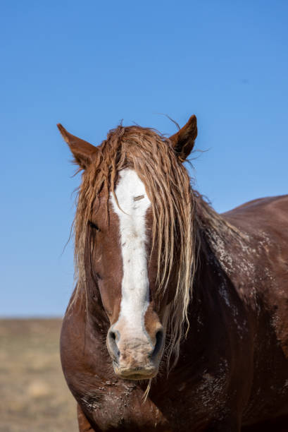 istock Wild Horse in the Utah Desert in Spring 1414251251