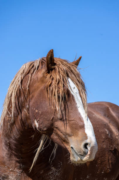 istock Wild Horse in the Utah Desert in Spring 1414251321