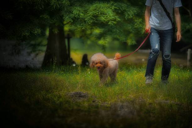 istock dog 355 Dog-walking 1414252083