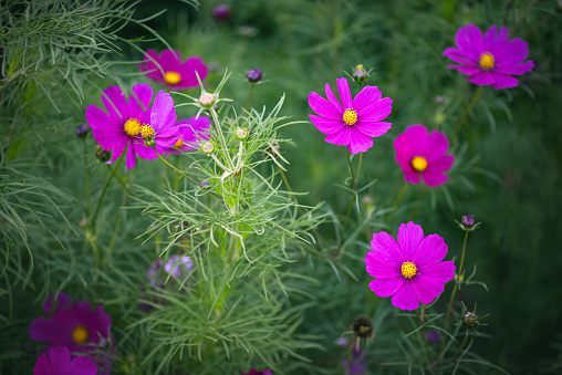Cosmos blooming towards the sky