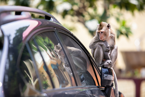 A monkey sitting on the side mirror of a car. Long-tailed macaque macaque in Phetchaburi, Thailand.