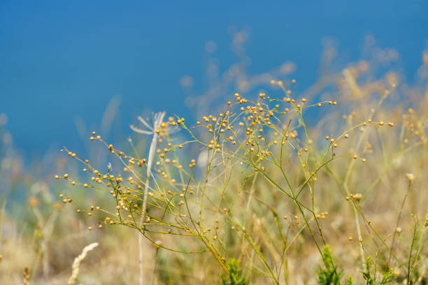Natural background with close-up of dry grass