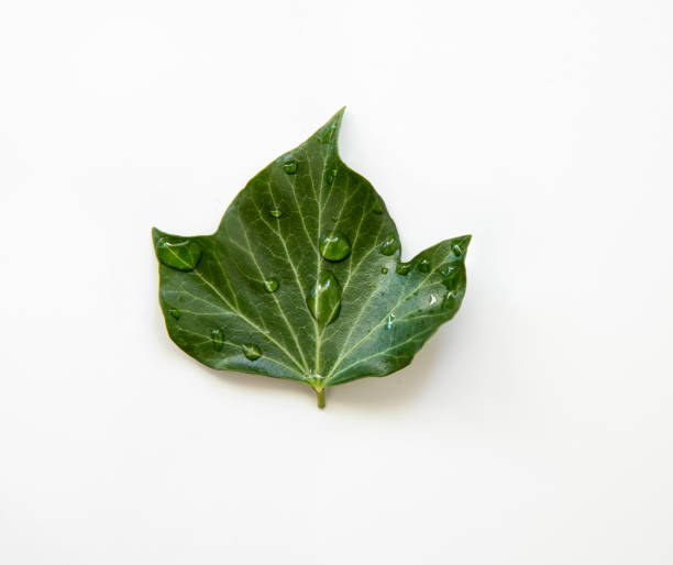 istock green leaf with water drops on a white background macro photo 1414254085