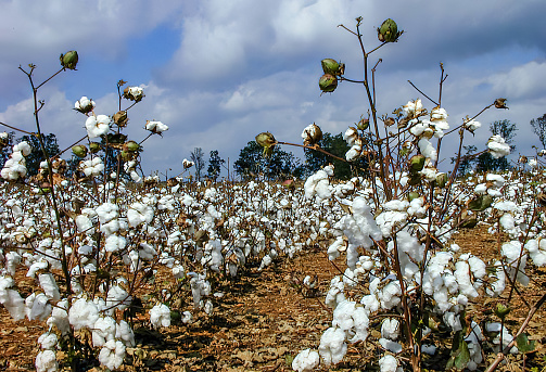 Cotton crop is ready to harvest