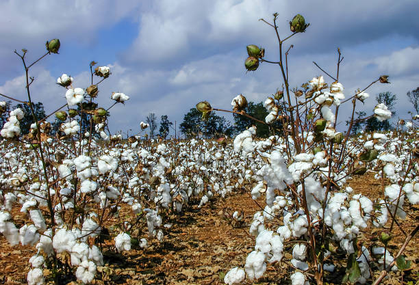 Fluffy cotton in the field Cotton crop is ready to harvest cotton cotton ball fiber white stock pictures, royalty-free photos & images