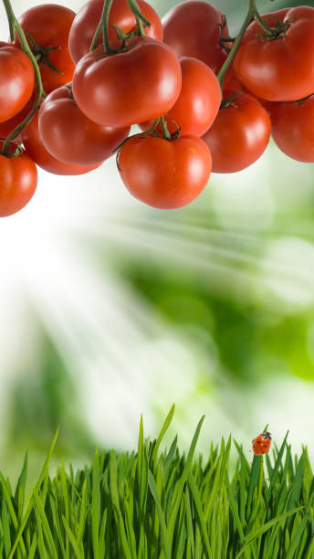 istock tomatoes growing in clusters over grass with a ladybug crawling on it 1414254919