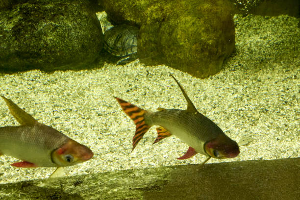semaprochilodus à queue rouge semaprochilodus taeniurus deux poissons nageant dans une eau claire - poisson papillon à collier blanc photos photos et images de collection