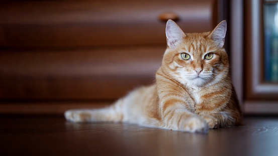 Brown cats sit happily on the floor in the room.soft focus.