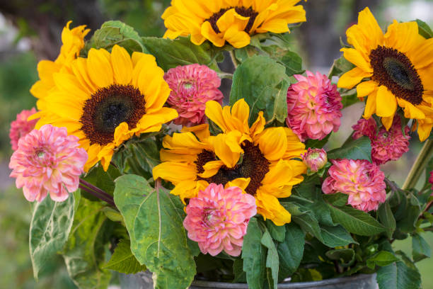 istock Sunflowers and dahlia bouquet 1414256197