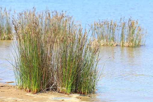 Tall grass on the shore of the Adriatic Sea in Croatia