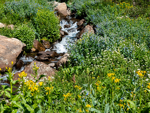 Small alpine waterfall with wildflowers.