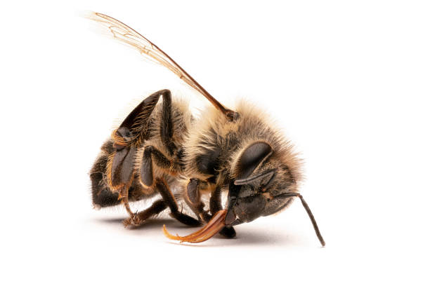 So sad to see one of many poor dead honey bees, found close to agricultural field, probably poisoned by pesticides, because its proboscis is hanging out which is said to be a sign of death by poisoning, white background