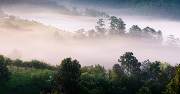brouillard touchant la zone d’arbres couverts de lumière du soleil à l’intérieur de la forêt tropicale humide. - forest tree nature wilderness area photos et images de collection