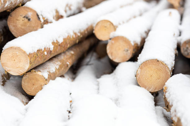 istock illegal logging in the forest in winter 1414261474