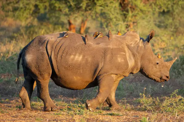 White rhinoceros with ox pecker birds on it's back walking through the African bush of Zimbabwe. Ox pecker birds help with the grooming of the rhinoceros in a symbiotic relationship. Piggyback.