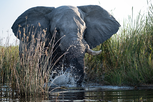 Adult African elephant splashes in a river, flapping his ears. Close up in the water with reeds.