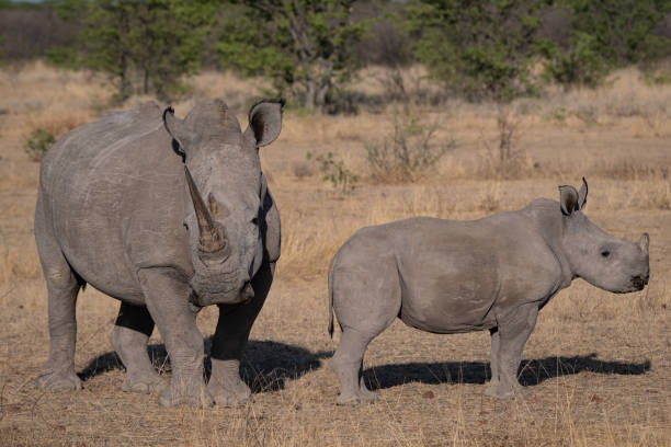 istock Rhinoceros Mother and Calf 1414261716