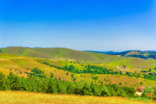 istock Pine trees forest during summer day in Zlatibor. 1414261827