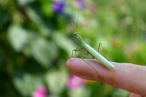 a young green mantis sitting on a human finger, with good detailing