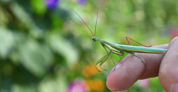 istock a young green mantis sitting on a human finger and looking away 1414262885