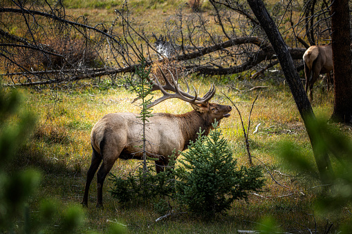Bull elk bugling in the forest
