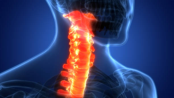 istock Spinal Cord Vertebral Column Cervical Vertebrae of Human Skeleton System Anatomy 1414263297