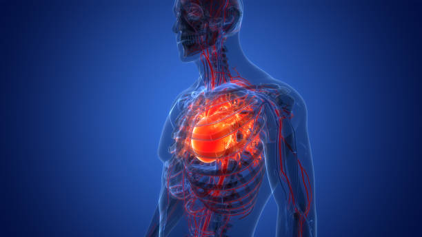 istock Human Circulatory System Heart Anatomy 1414263332