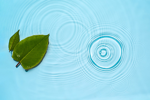 Abstract water background with round ripples and green leaves. Natural backdrop texture for the presentation of a moisturizing cosmetic , SPA product. copy space, top view