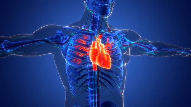 istock Human Circulatory System Heart Anatomy 1414263396