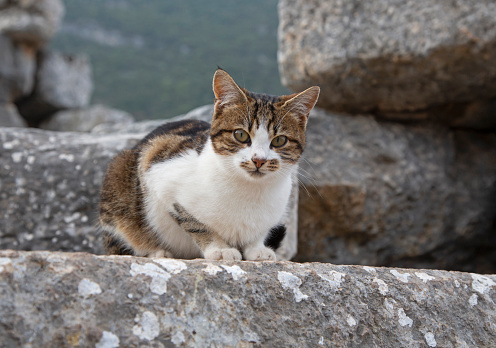 Stray cats sitting on Roman Ruins of Ephesus