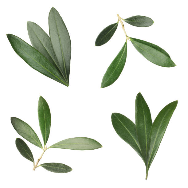 istock Set with fresh green olive leaves on white background 1414263428