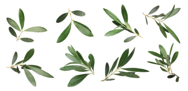 istock Set with fresh green olive leaves on white background. Banner design 1414263434