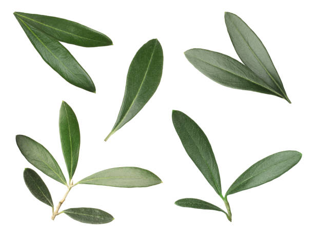 istock Set with fresh green olive leaves on white background 1414263504