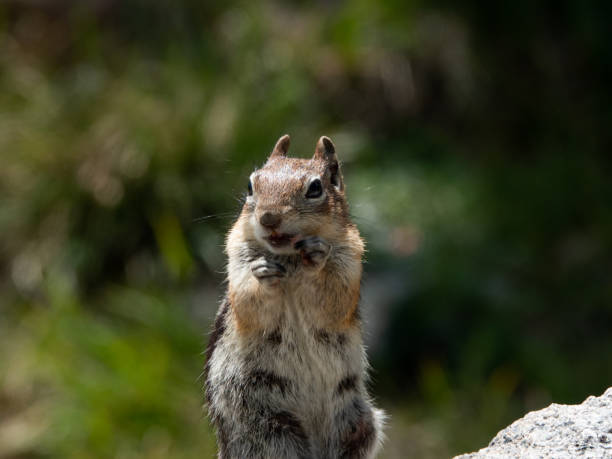 istock Ground squirrel eating wildflowers. Close-up. 1414263583