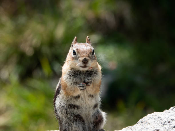 istock Ground squirrel eating wildflowers. Close-up. 1414263585