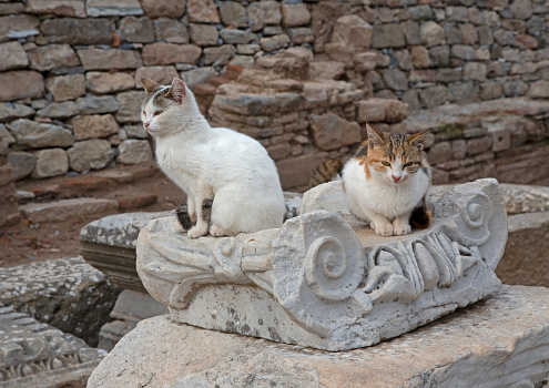 Stray cats sitting on Roman Ruins of Ephesus